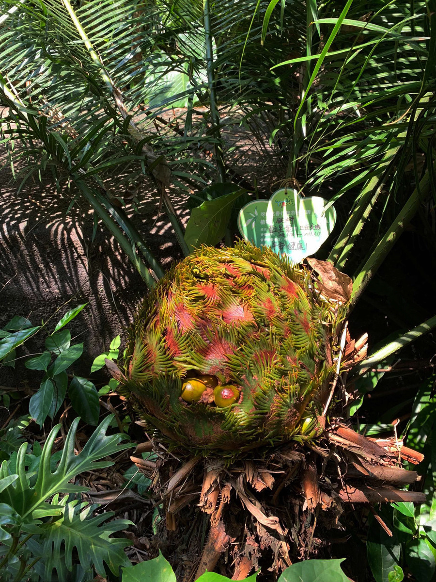 三亚三日游攻略必去景点,三亚除了呀诺达还有什么值得玩