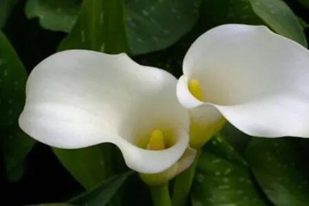 马蹄莲品种及图片欣赏大全,马蹄莲有几种品种图片