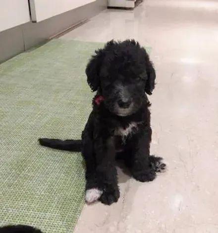 黑狗换毛期,黑狗换毛期变白