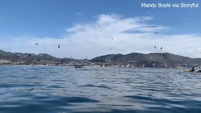 在鲸鱼肚子里是什么感觉,在鲸鱼肚子会经历什么