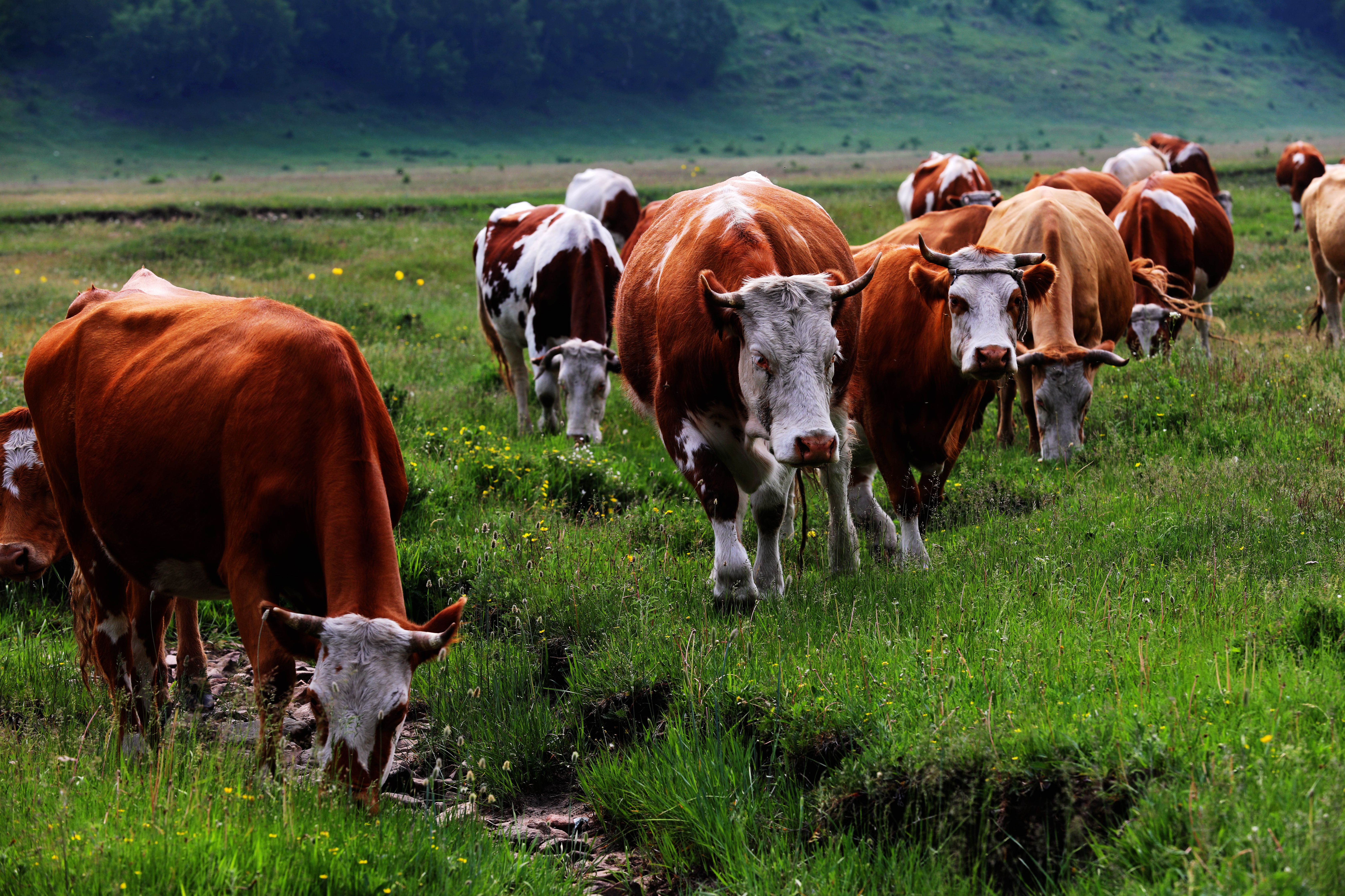 京北第一天路最佳旅游时间,京北第一天路草原