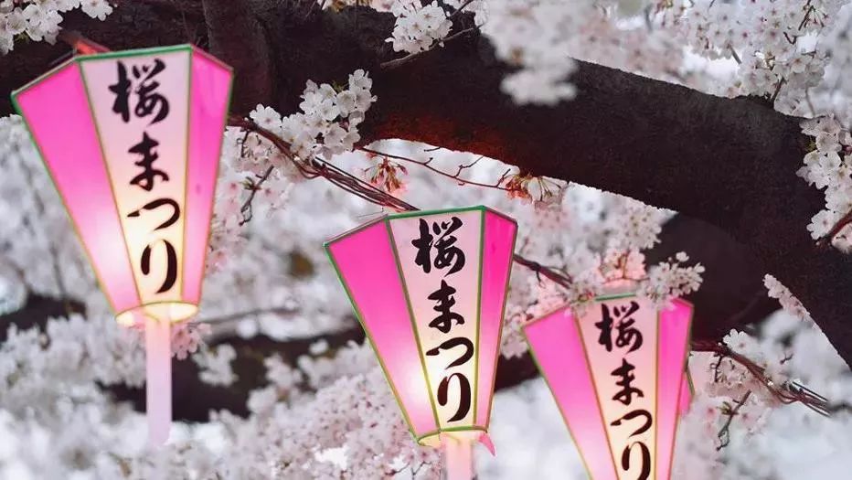 日本樱花伞价格,日本樱花限定多少钱