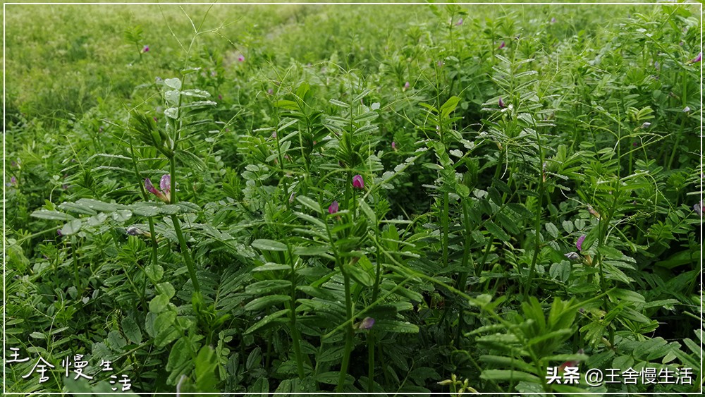 一年四季都可以吃的豌豆尖,野生豌豆尖正确采摘