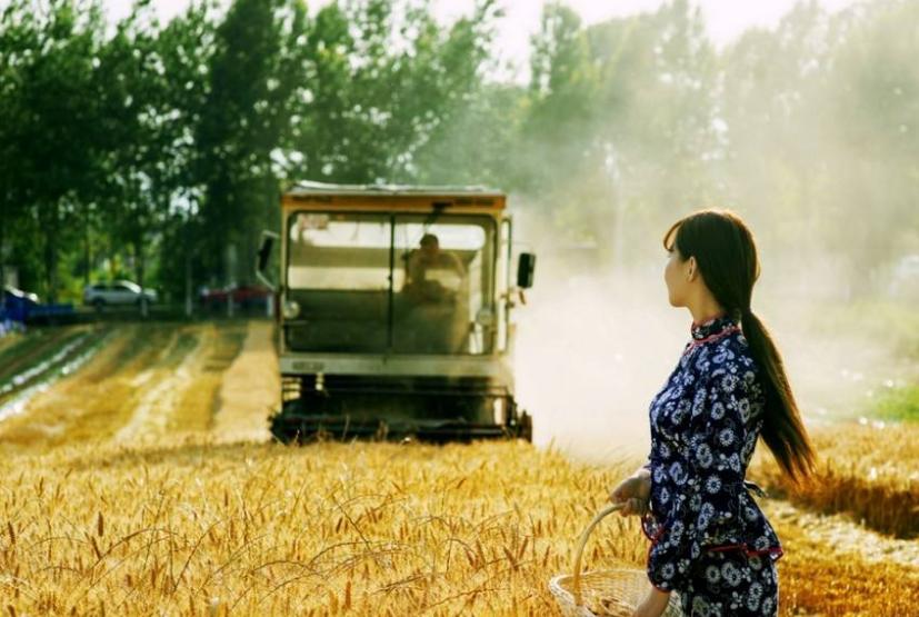 诗歌的收获,有关收麦子的古诗词有哪些