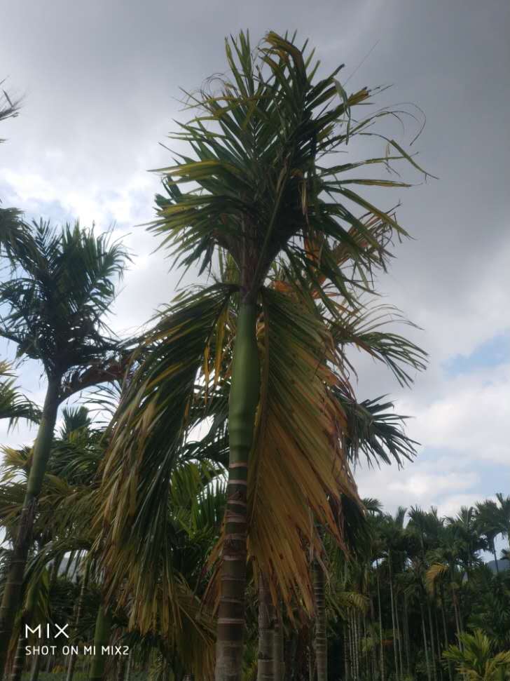 槟榔黄化传播速度有多快,槟榔黄化地还能重新种吗