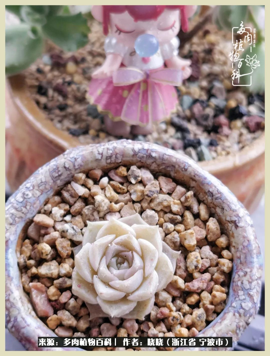 对多肉的热爱深入骨髓,当激情退却希望你依然保持热爱