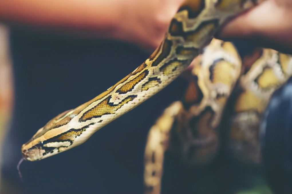 雄黄粉和雄黄驱蛇粉是一样的吗,原来蛇不怕雄黄而是这几样东西