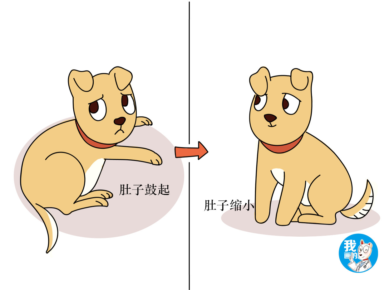 狗狗假孕和怀孕的症状,狗狗会不会出现假孕分娩的症状