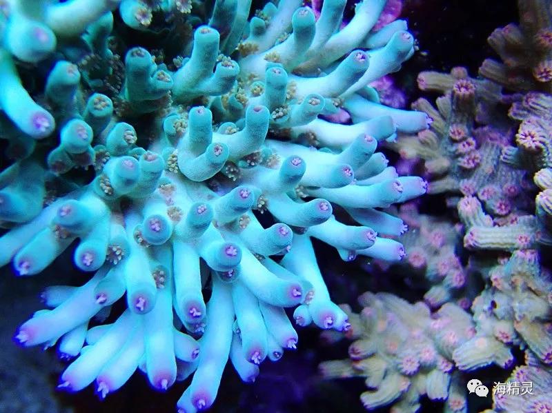 为什么容易爆藻,为什么有的人对鱼那么痴迷