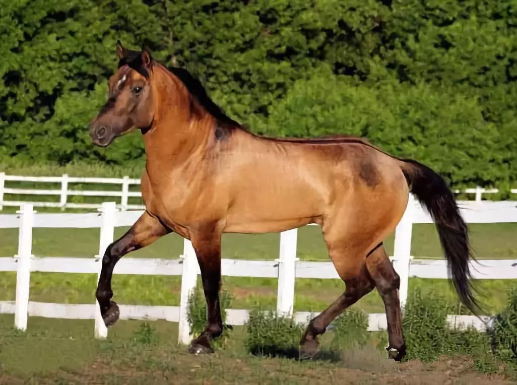 战马颜色,战马的区别