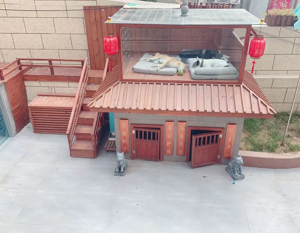 别墅泳池阳光房，秋千滑梯投影仪...豪华狗院子曝光