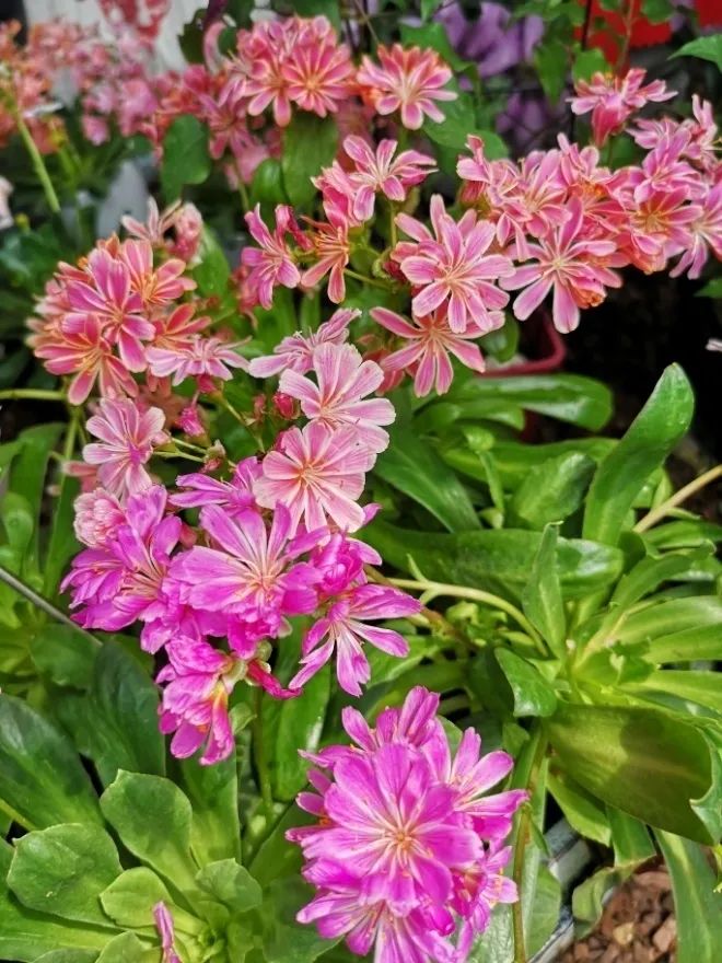 这个花展上的新优品种，为什么这么美？