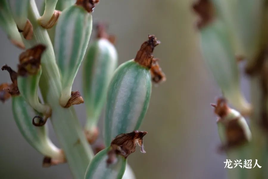 安徽道地药材天麻,天麻的道地药材