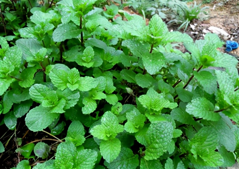 薄荷种植方法小视频,薄荷种植方法薄荷的分类