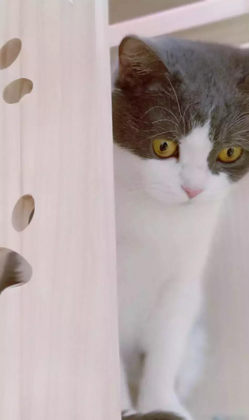 炸裂！因为一只猫，苏州人开启尖叫模式！