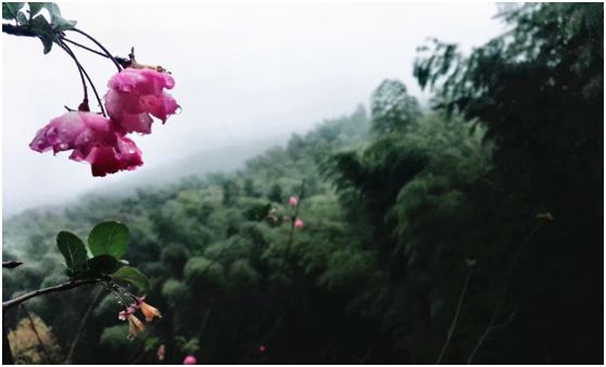 绵绵细雨江南雨,绵绵春雨雨中赏花