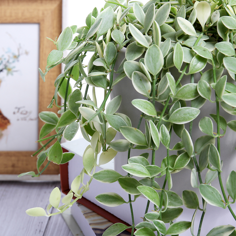 吊兰花卉的种类图片及名称,好看的吊兰植物图片及名称