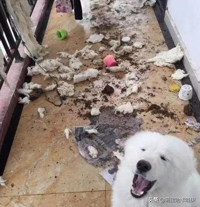 养了一只小萨摩耶,养一只萨摩耶是什么体验