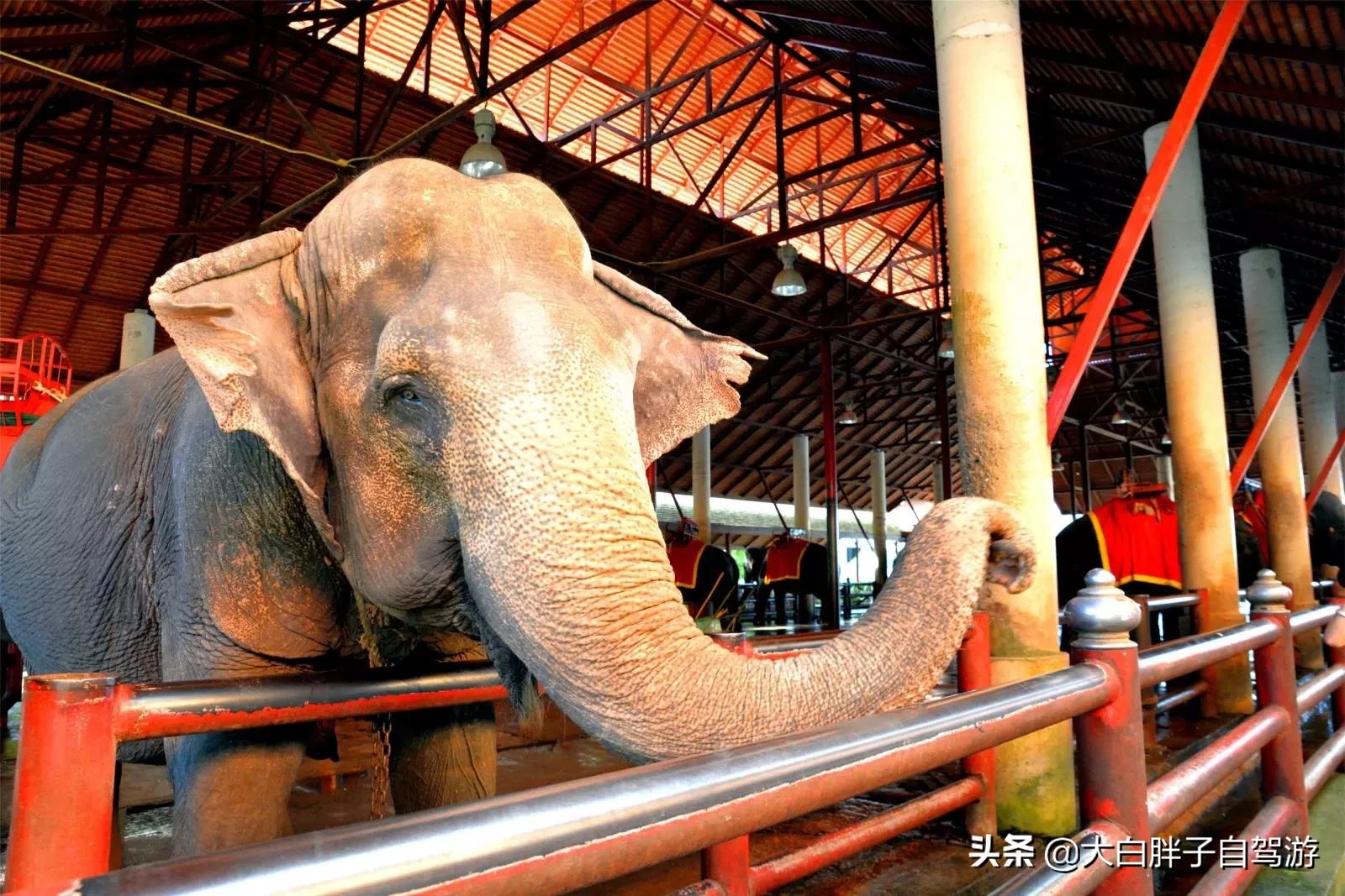 泰国风情之旅完整版,泰国风情记