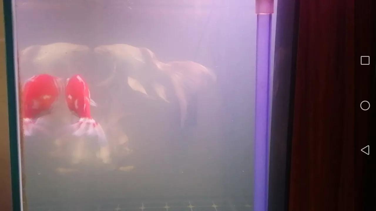 硝化系统崩溃鱼怎么补救,硝化系统崩溃鱼开始趴缸了