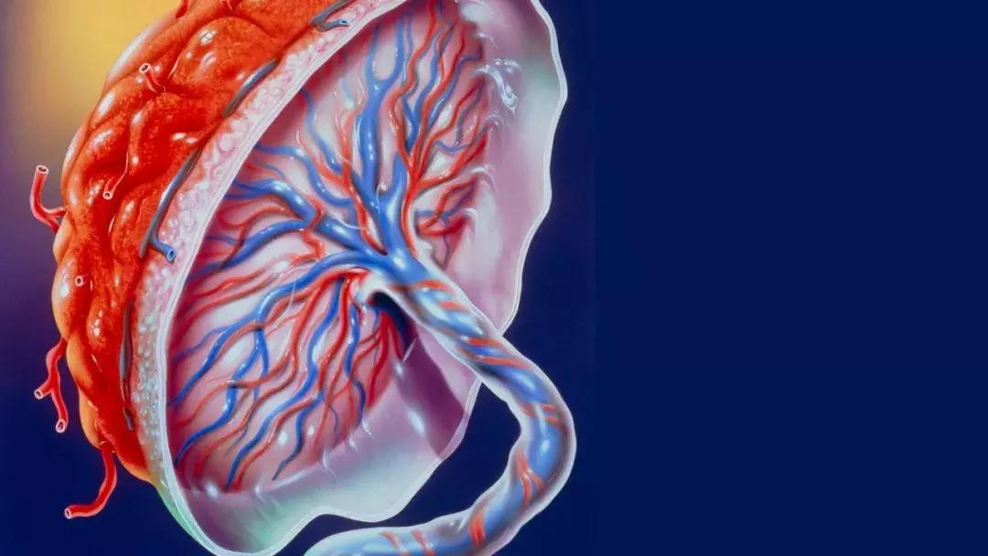 「吃胎盘」何以流行全球？丨Dr.Why