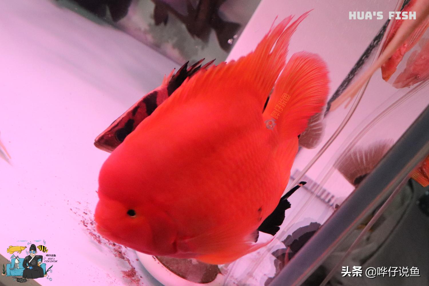 鹦鹉鱼观赏鱼大全,热带观赏鱼鹦鹉鱼大全