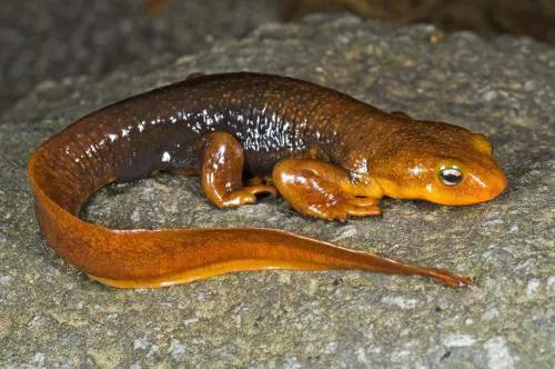道虎沟拟态蚊蝎蛉化石,道虎沟化石叶蜂