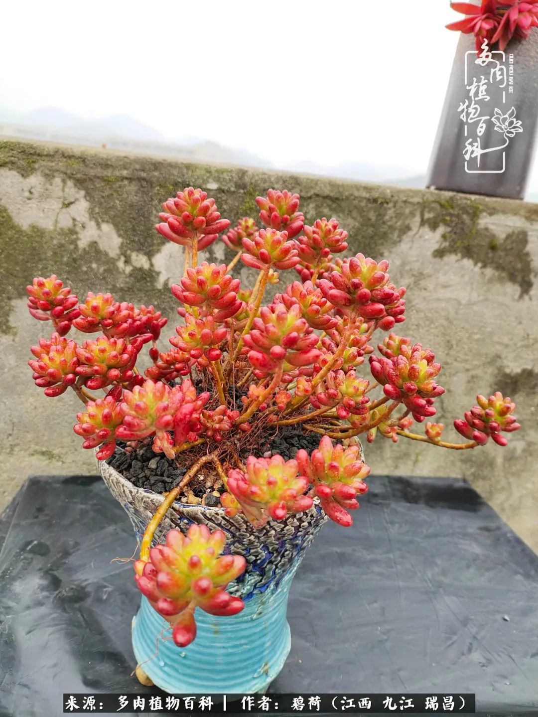 养了五年的多肉看到岁月的痕迹,经过一年春夏秋冬的轮回