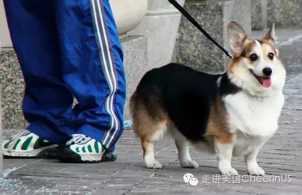 美国家庭都养什么犬,美国人喜欢养什么猛犬