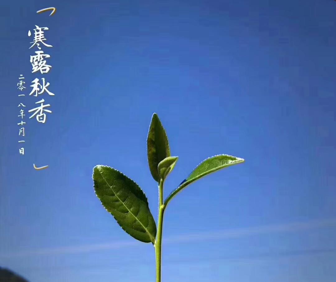 铁观音茶叶如何选购,如何正确挑选铁观音茶叶