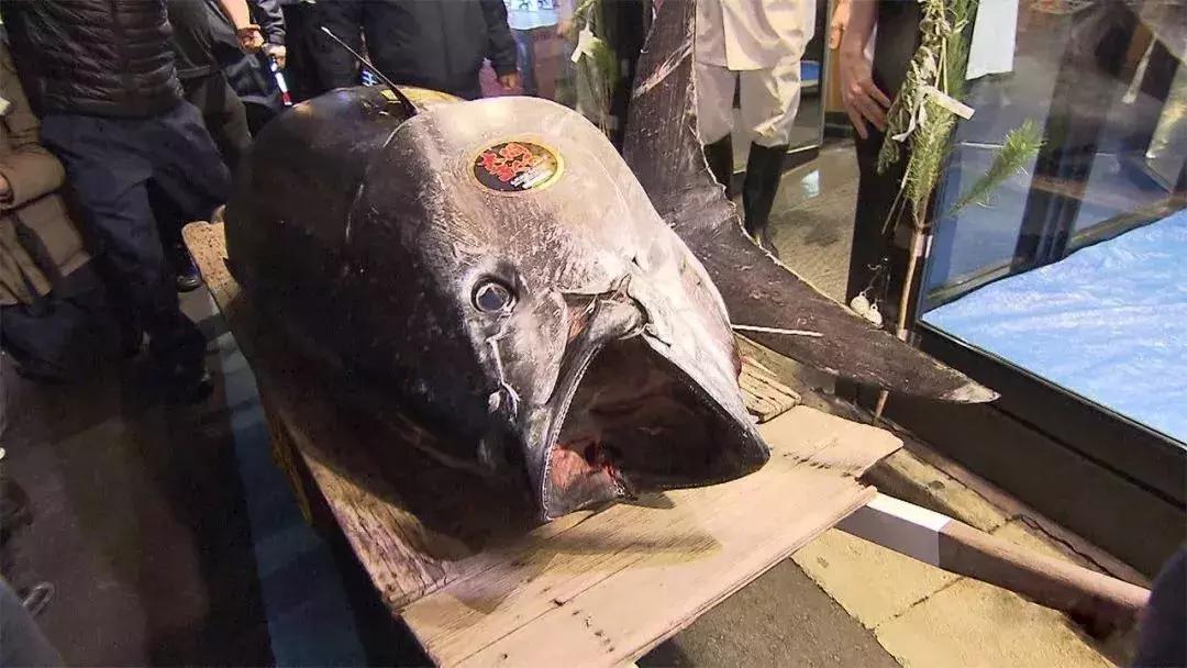 寿司鱼最贵,寿司最贵一个多少钱