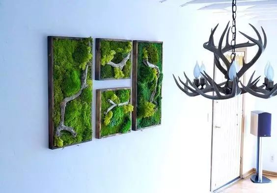 置爱｜植物1.0是种在盆儿里的，植物2.0都趴在墙上的