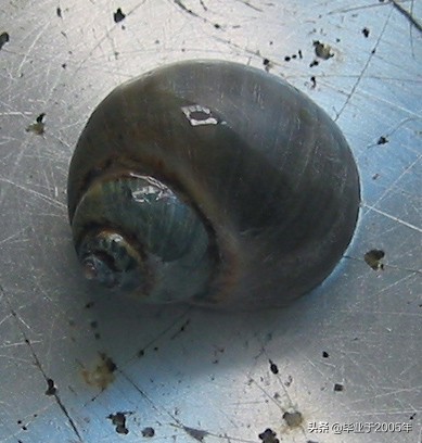 大连常见的海鲜美食都有哪些,大连海鲜吃货大全