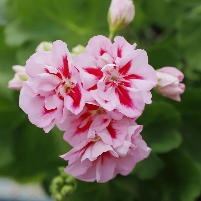 这种花别乱浇水水越多越不开花,这种花不怕冷好养易活