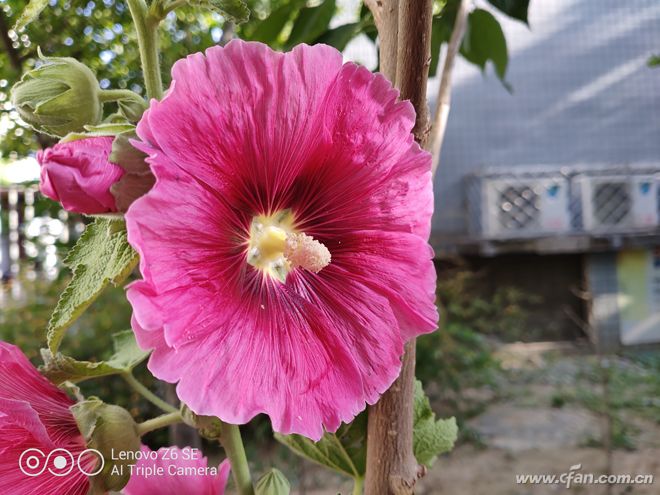 联想z6青春版参数及价格,联想z6青春版与realme青春版