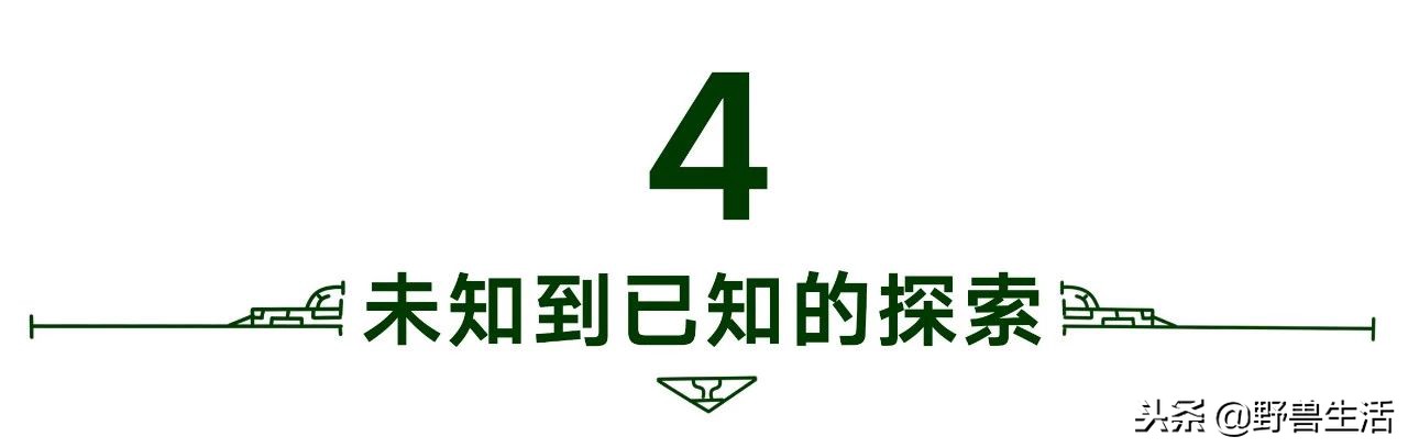 养胃抗衰老刮油的茶,喝这个茶竟能抗衰老