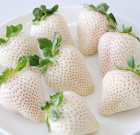 春天买盆小苗苗，嘟噜嘟噜直结果，吃完一茬又一茬