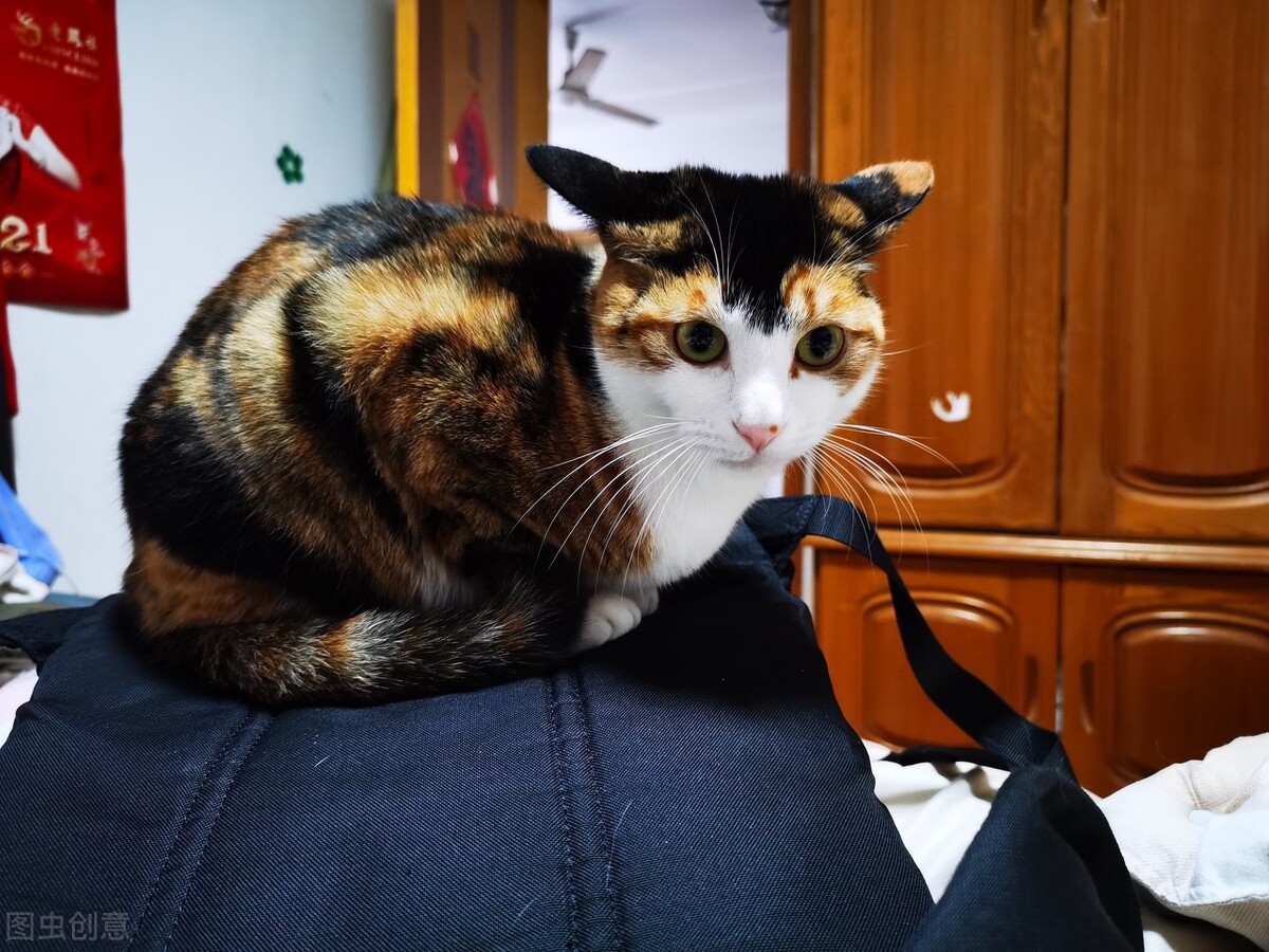 猫经常挠人怎么办,猫经常挠耳朵怎么办