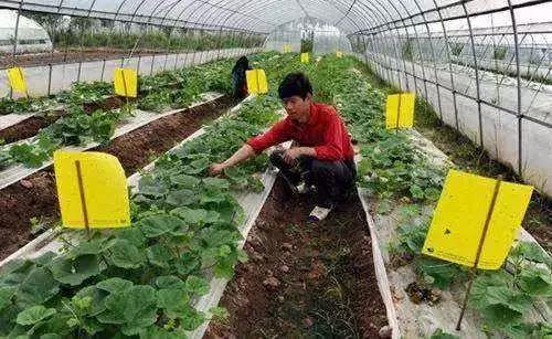 最全杀虫剂用药指南,二十种常用杀虫剂全介绍