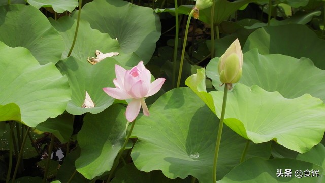 哪些事是到了山西才知道的,鹿泉那些事