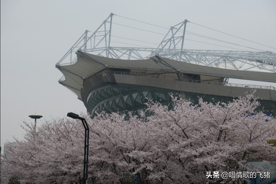 中国最美樱花观赏,上海虹口足球场最浪漫樱花
