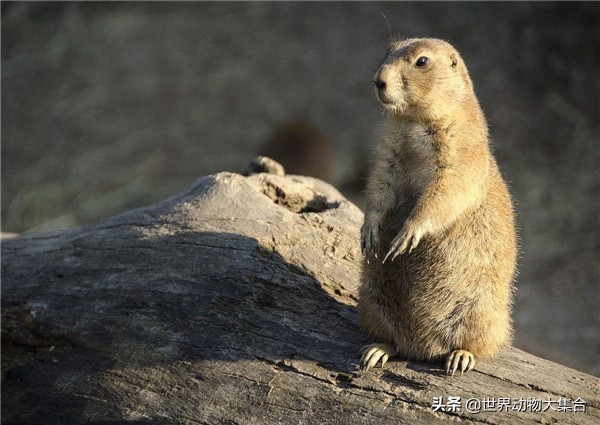 抖音中的土拨鼠视频,抖音土拨鼠是谁