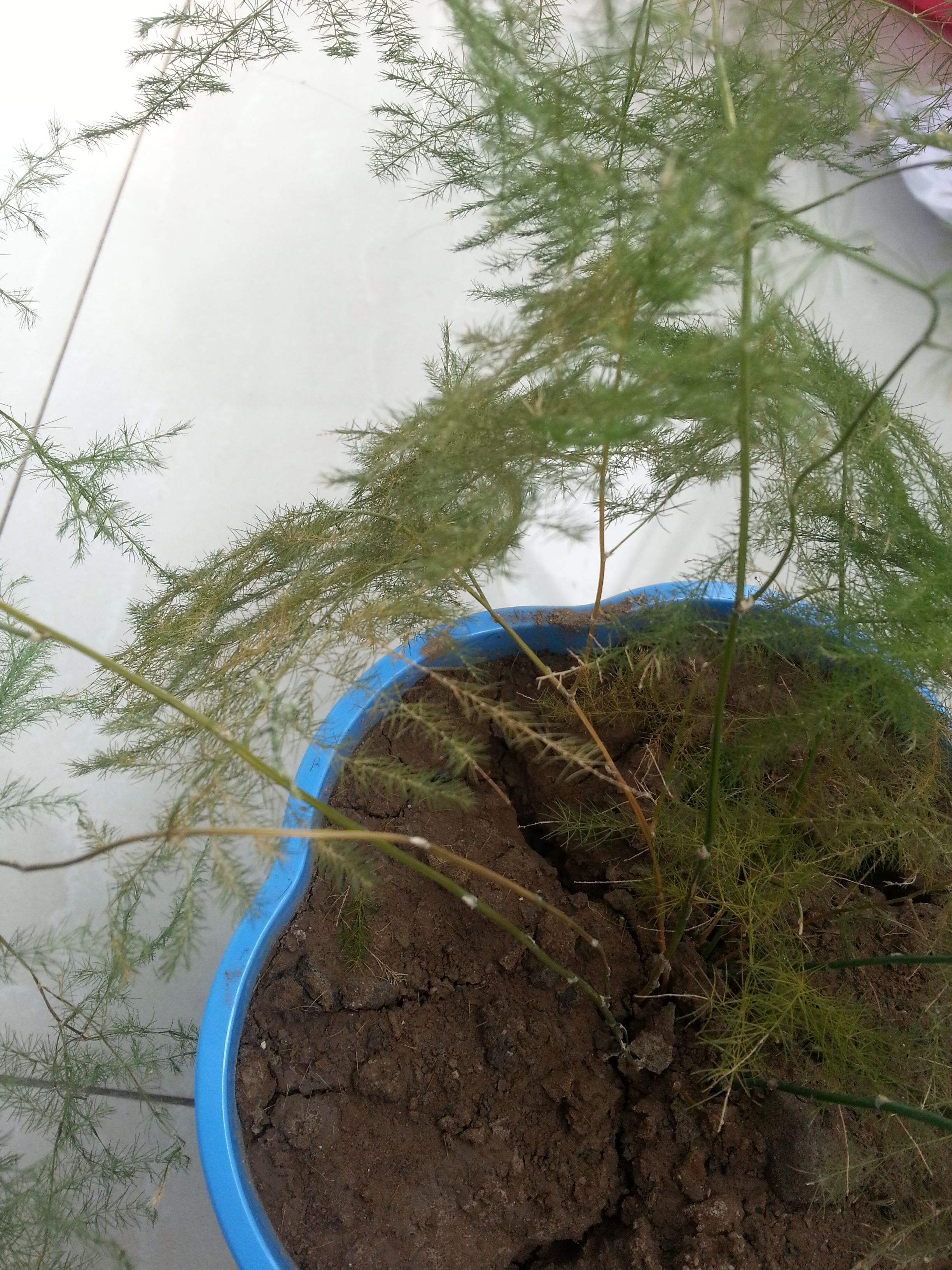 想让文竹长新芽,文竹怎么才能多发新芽