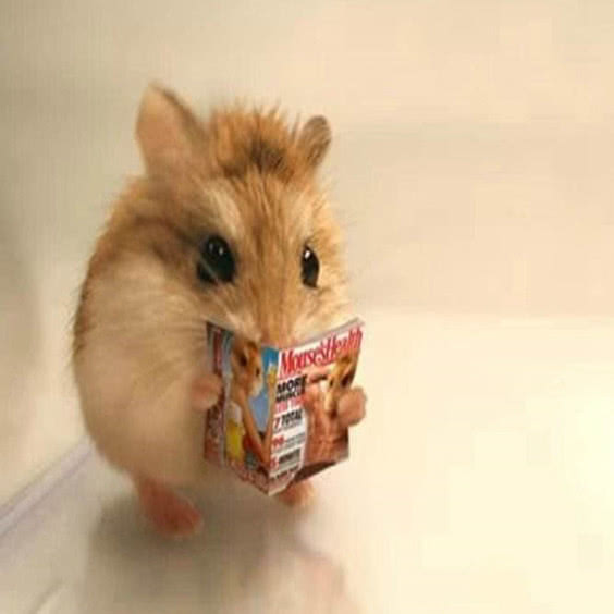 仓鼠粘到粘鼠板了怎么办,仓鼠被粘鼠板黏住了怎么去胶