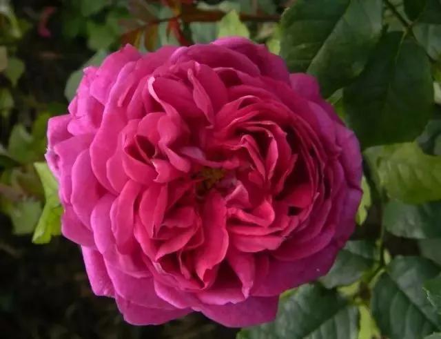 100种玫瑰图片大全,介绍100种不同品种的玫瑰视频