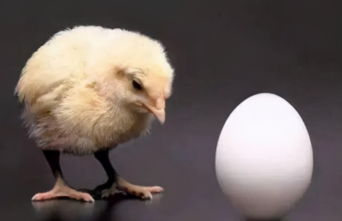 煮熟鸡蛋孵小鸡真的假的,煮熟的鸡蛋也能孵小鸡