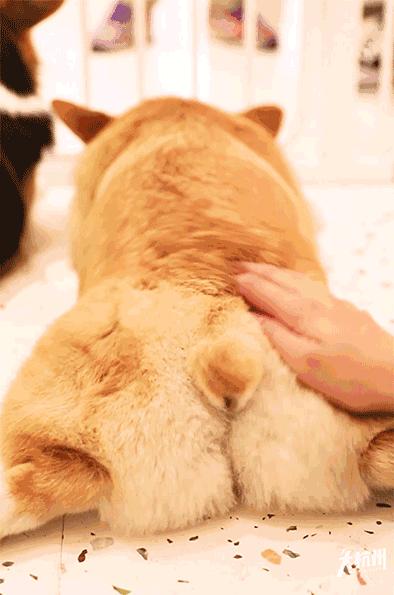 小短腿柯基居然有三个不同品种,小短腿柯基有多可爱