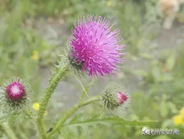 花间奔赴，猫有一个相思海
