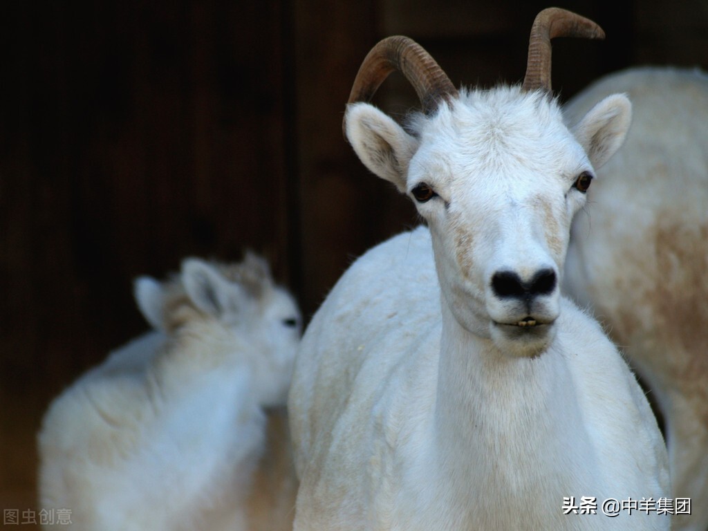 科学养羊共同富裕-散养户提高母羊产羔率的主要措施