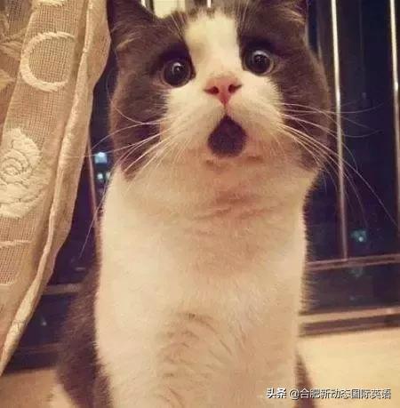 一句英文描述你的英语水平,用一句话证明你的英语水平的英语